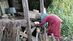 Kisah Nenek Ica, Hidup Sebatang Kara di Rumah Tak Layak Huni di Bone